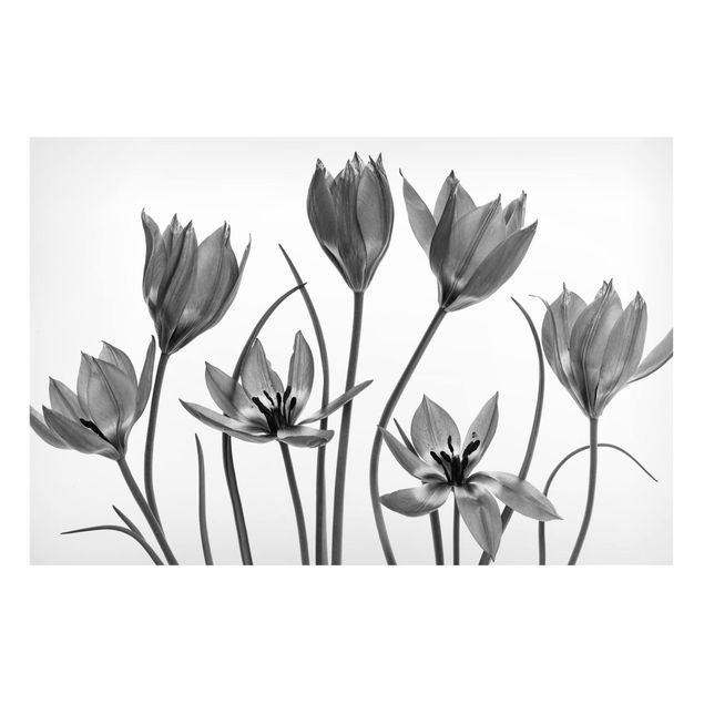 Magnettavler blomster Seven Tulips Black And White