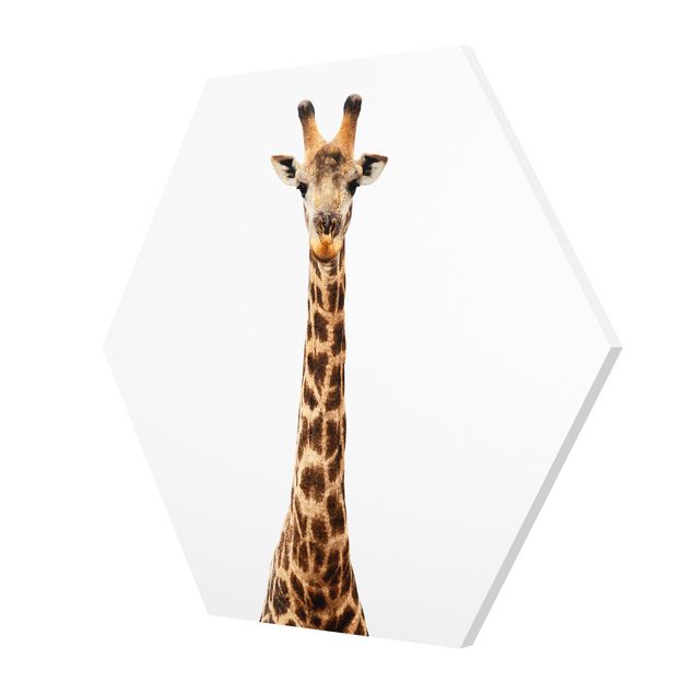 Billeder Giraffe head