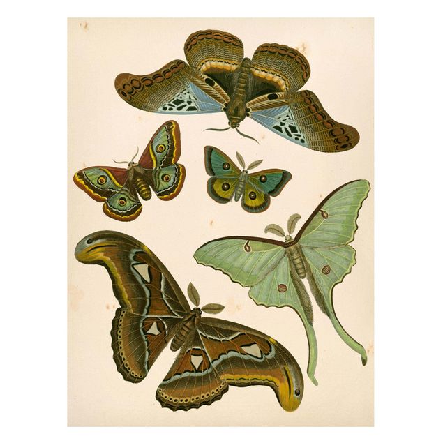 Billeder sommerfugle Vintage Illustration Exotic Butterflies II