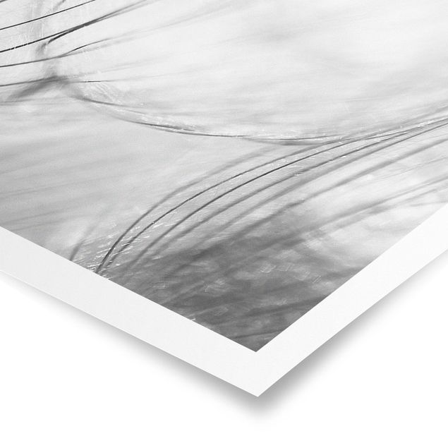 Billeder sort og hvid Dandelions Macro Shot In Black And White