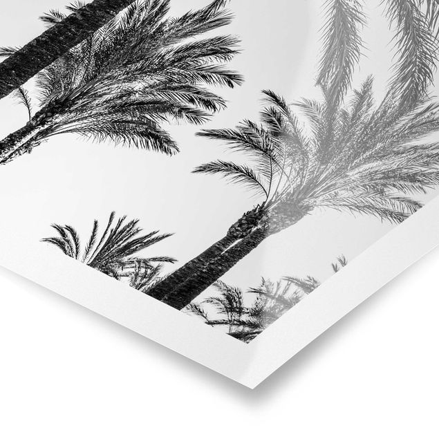 Billeder sort og hvid Palm Trees At Sunset Black And White