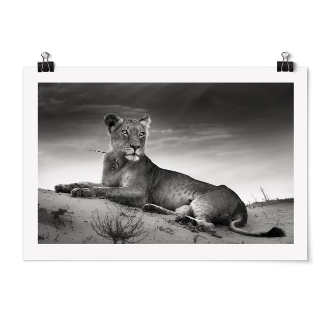 Plakater dyr Resting Lion