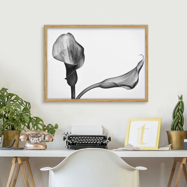 Indrammede plakater blomster Calla Close-Up Black And White