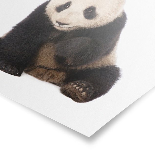 Billeder moderne Panda Paws