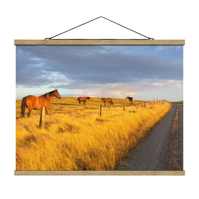 Billeder natur Field Road And Horse In Evening Sun
