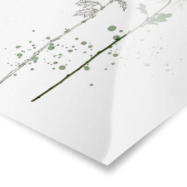 Billeder blomster Botanical Watercolour - Dandelion
