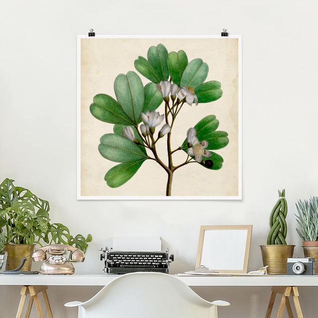 Plakater blomster Deciduous Poster III