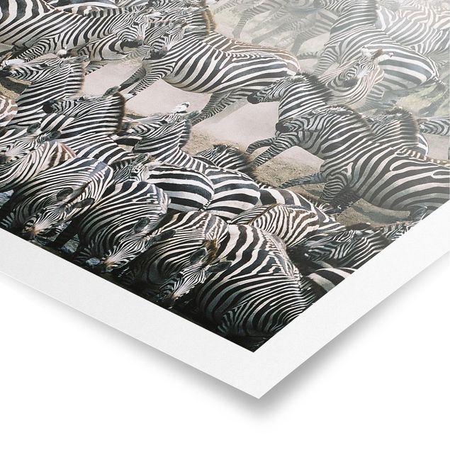 Billeder Afrika Zebra Herd