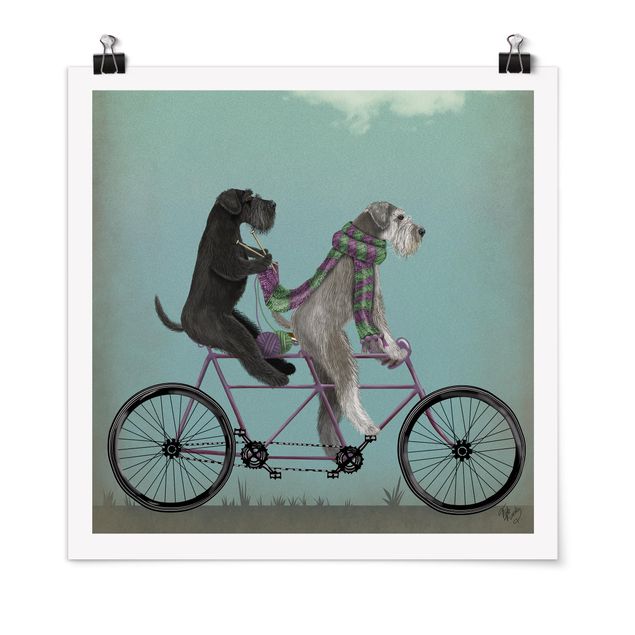 Billeder hunde Cycling - Schnauzer Tandem