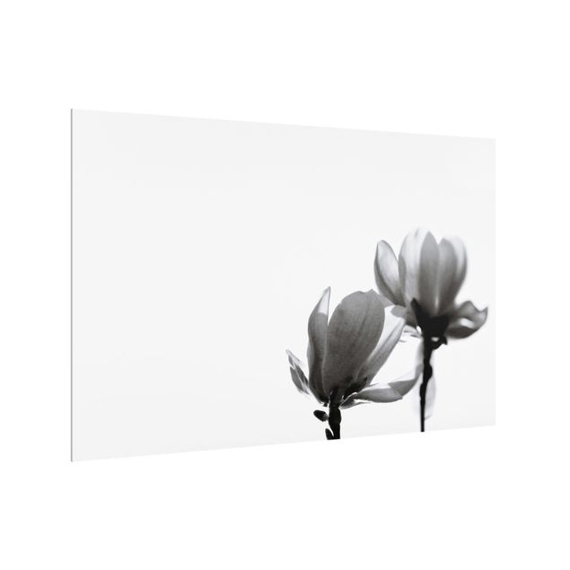 Stænkplader glas Herald Of Spring Magnolia Black And White