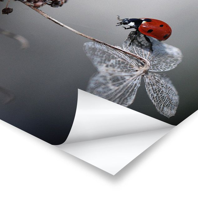 Plakater Ladybird On Hydrangea