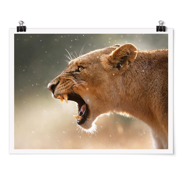Billeder Afrika Lioness on the hunt