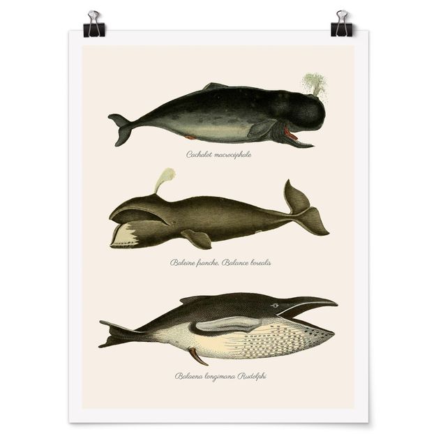 Plakater dyr Three Vintage Whales