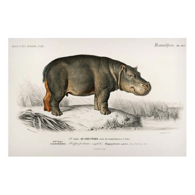 Billeder heste Vintage Board Hippo