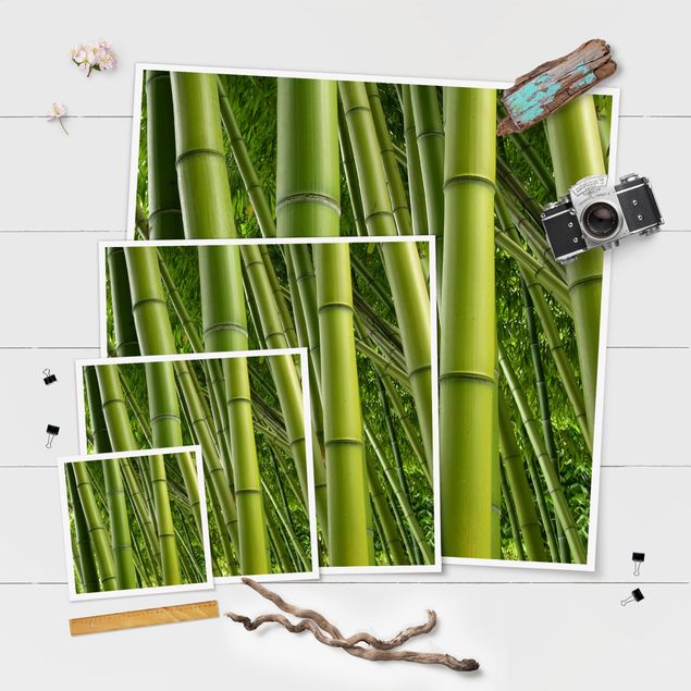 Billeder moderne Bamboo Trees