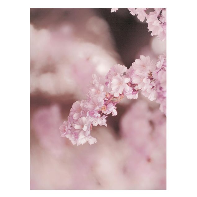 Magnettavler blomster Cherry Blossoms In Purple Light