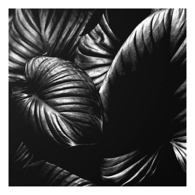 Billeder Kubistika Black And White Botany Hosta
