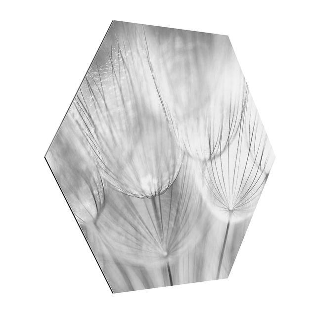 Billeder moderne Dandelions Macro Shot In Black And White