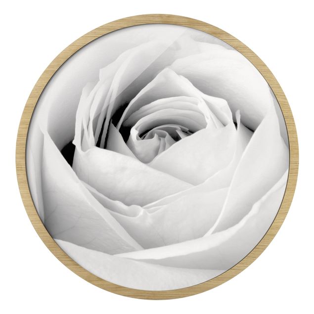 Billeder sort og hvid Close Up Rose