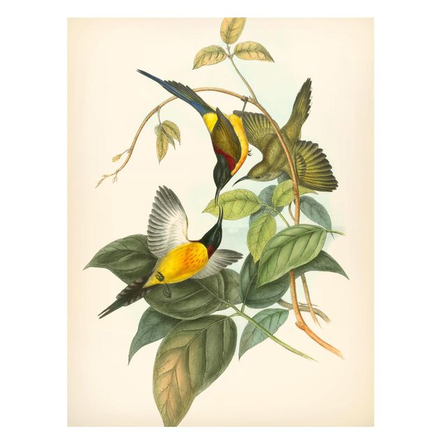 Magnettavler blomster Vintage Illustration Tropical Birds IV