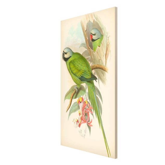 Billeder blomster Vintage Illustration Tropical Birds II