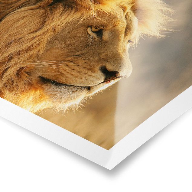 Billeder moderne King Lion