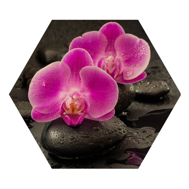 Billeder blomster Pink Orchid Flowers On Stones With Drops