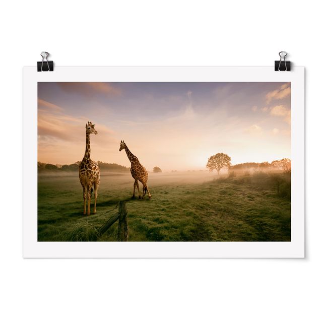 Billeder landskaber Surreal Giraffes