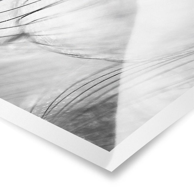 Billeder Dandelions Macro Shot In Black And White