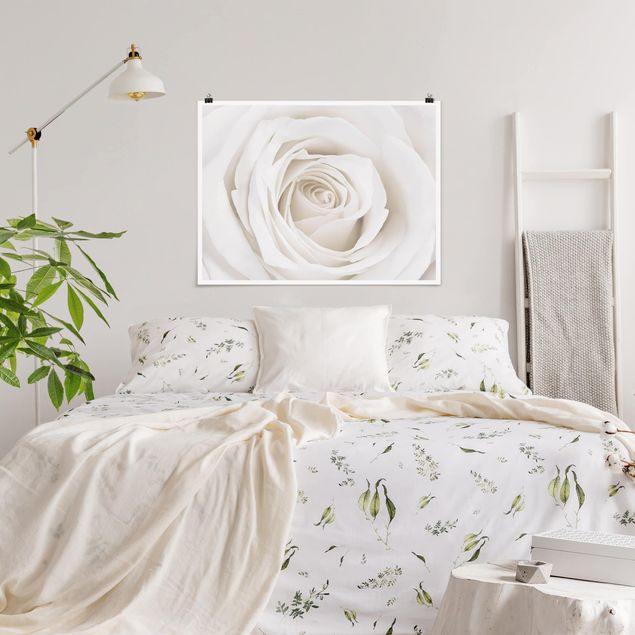 Plakater blomster Pretty White Rose