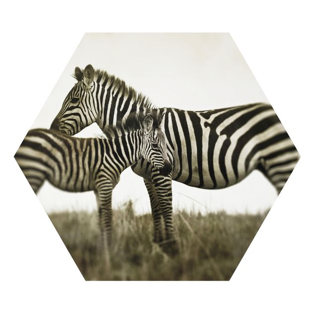 Billeder dyr Zebra Couple