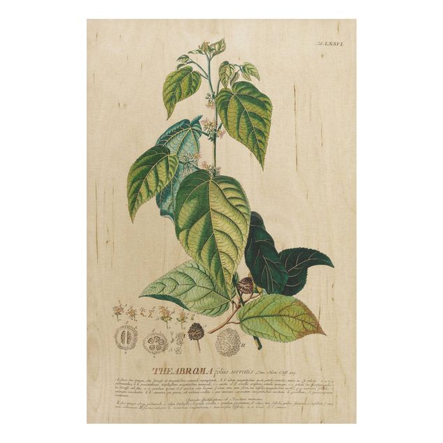 Prints på træ blomster Vintage Botanical Illustration Cocoa