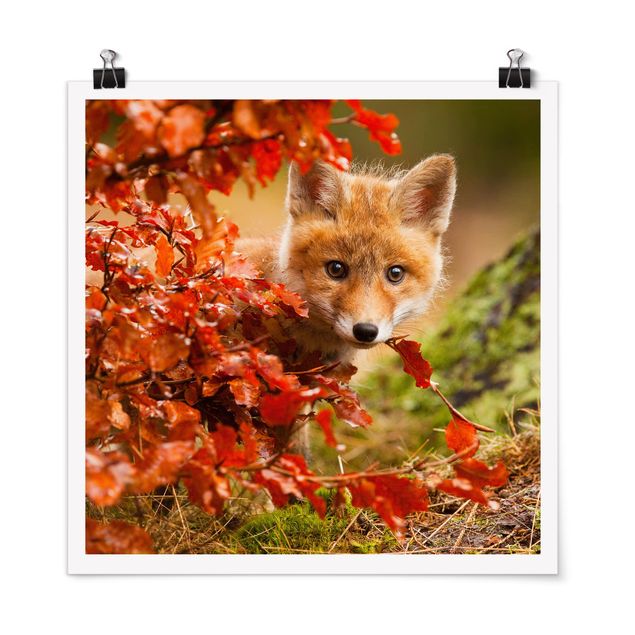 Billeder landskaber Fox In Autumn