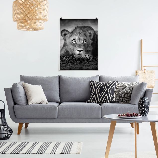 Plakater sort og hvid Lurking Lionbaby
