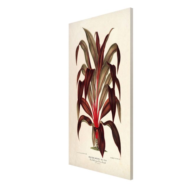 Magnettavler blomster Botany Vintage Illustration Of Dragon Tree