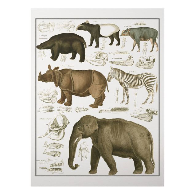 Billeder elefanter Vintage Board Elephant, Zebra And Rhino