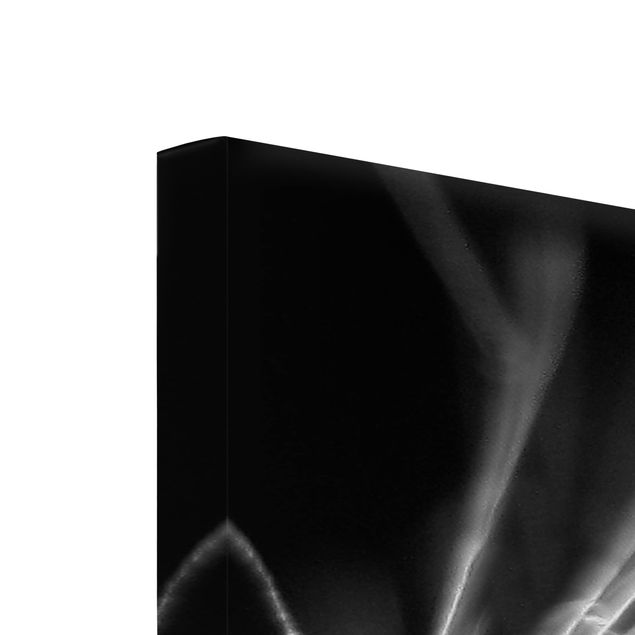 Billeder på lærred sort og hvid Moving Dandelions Close Up On Black Background