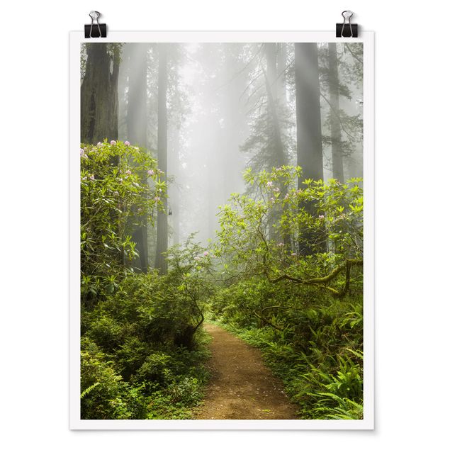 Plakater landskaber Misty Forest Path