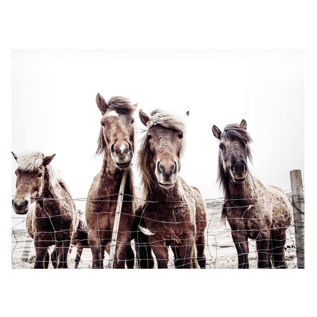 Billeder heste Icelandic Horse