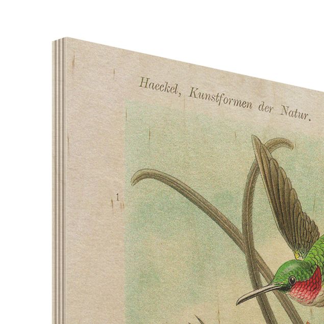 Prints på træ Vintage Board Hummingbirds