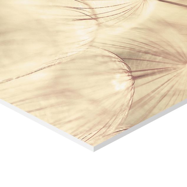 Billeder Dandelions Close-Up In Cozy Sepia Tones