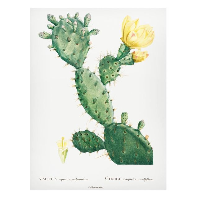 Magnettavler blomster Botany Vintage Illustration Cactus With Yellow Flower