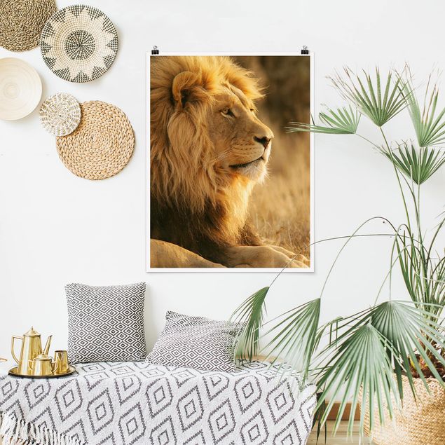 Billeder lions King Lion
