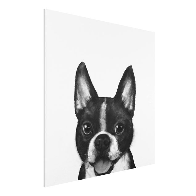 Billeder hunde Illustration Dog Boston Black And White Painting