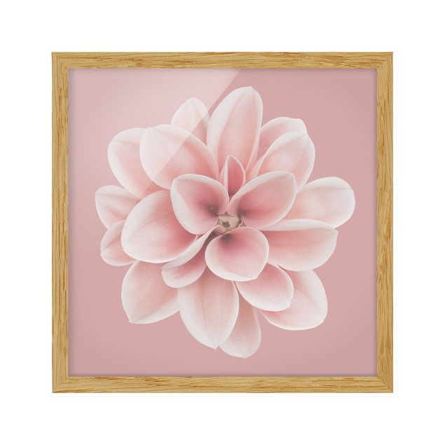 Billeder blomster Dahlia Pink Blush Flower Centered