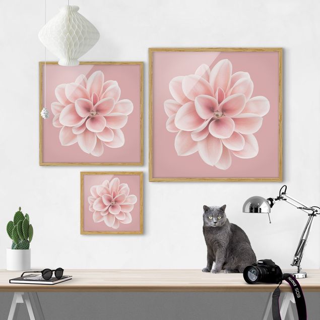 Indrammede plakater kunsttryk Dahlia Pink Blush Flower Centered