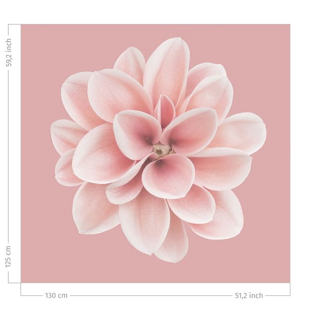 gardiner på mål Dahlia Pink Blush Flower Centered