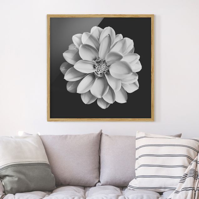 Indrammede plakater blomster Dahlia Black And White