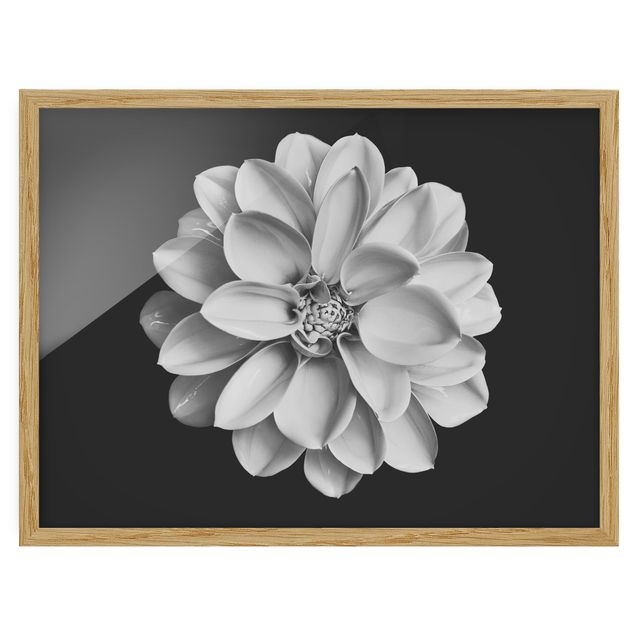 Billeder blomster Dahlia Black And White
