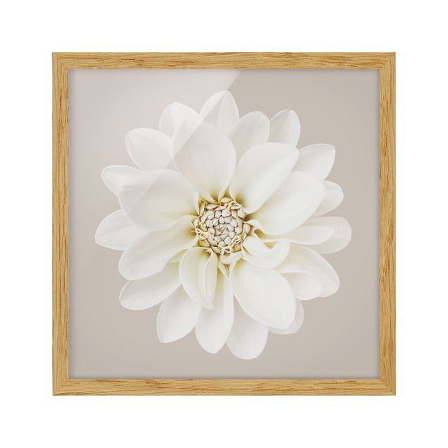 Billeder blomster Dahlia White Taupe Pastel Centered